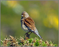 Female Linnet (Carduelis cannabina), Anglesey, June 2013