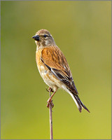 Linnet (Carduelis cannabina), Mallorca, May 2014