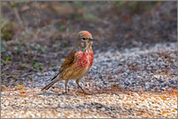 Linnet - Carduelis cannabina, Mallorca, May 2017