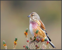 Linnet, Norfolk, April 2012