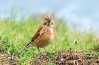 Male Linnet (Carduelis cannabina), Upton Warren NR.