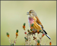 Linnet, Norfolk, April 2012
