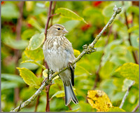 Juvenile Linnet (Carduelis cannabina), Upton Warren, September 2014