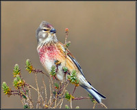 Linnet, Norfolk, April 2012