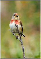 Male Linnet, Anglesey_08 July 2011