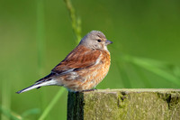 Linnet Female - Carduelis cannabina , Yorkshire, June 2018