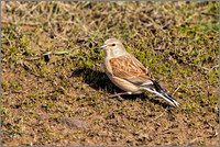 Linnet - Carduelis cannabina , Upton Warren NR, April 2017