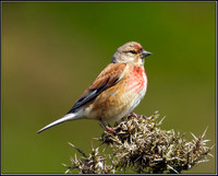Male Linnet, Anglesey, June 2012