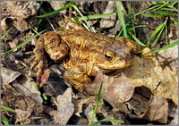 Amphibians