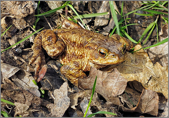 Common Toad (Bufo bufo), Chaddesley Wood, March 2014