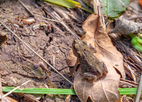 Common Toad - Bufo bufo, Chaddesley Wood, July 2020