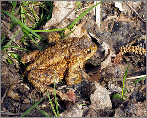 Common Toad (Bufo bufo), Chaddesley Wood, March 2014