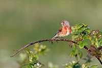 Common Linnet - Linaria cannabina, Yorkshire, June 2023