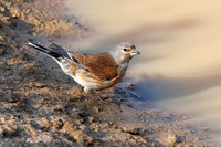 Common Linnet - Linaria cannabina, Yorkshire, June 2023