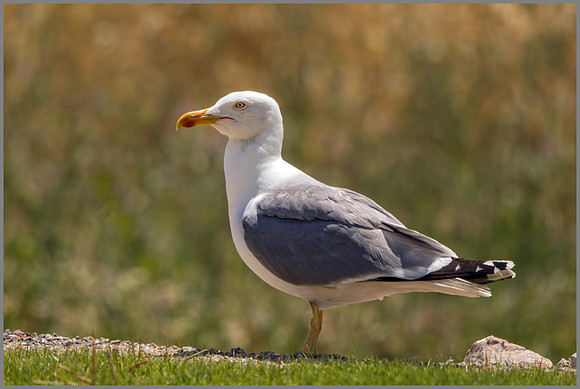 Yellow-legged Gull - Larus michahellis, Mallorca, May 2017