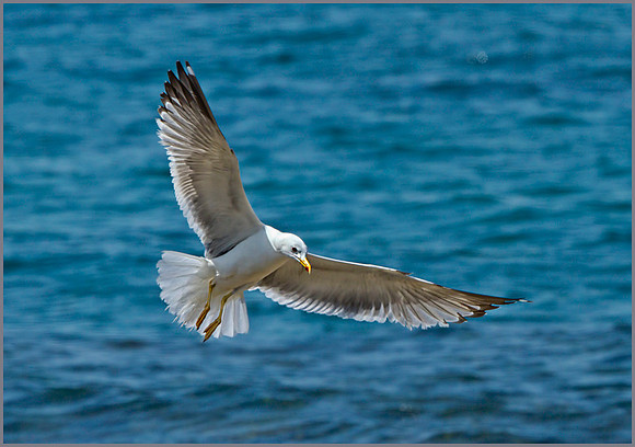 Yellow-legged Gull (Larus michahellis), Mallorca, May 2014