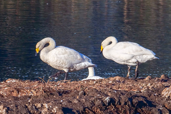 Whooper Swans - Cygnus cygnus, Upton Warren Moors, October 2018