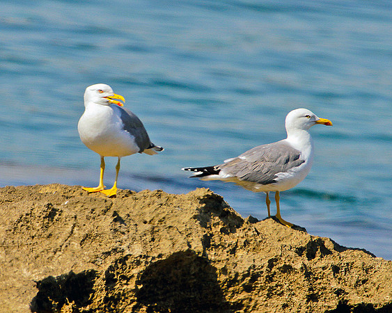 Yellow-legged Gulls, Mallorca, May 2010