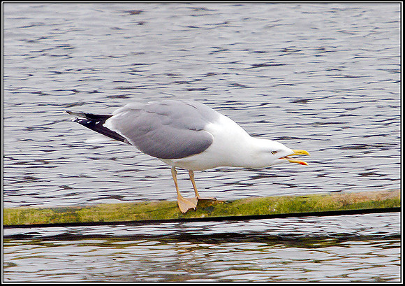 Yellow-legged Gull, Upton Warren Moors, 08 March 2012