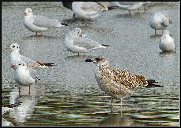 Yellow-legged Gull, Upton Warren Flashes, 25 September 2010