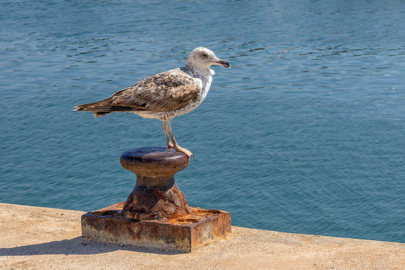 Yellow-legged Gull - Larus michahellis, Algarve, Portugal, May 2018