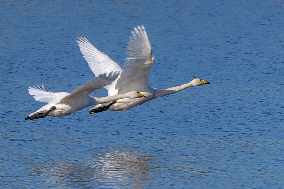 Whooper Swans - Cygnus cygnus, Upton Warren Moors, October 2018