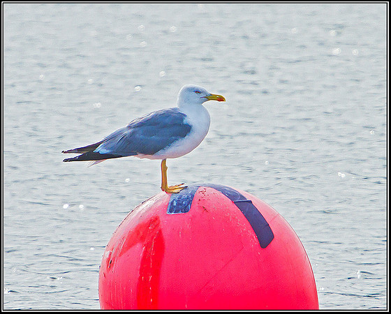Yellow-legged Gull, Bittell, July 2010