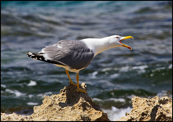 Yellow-legged Gull, Mallorca, May 2010