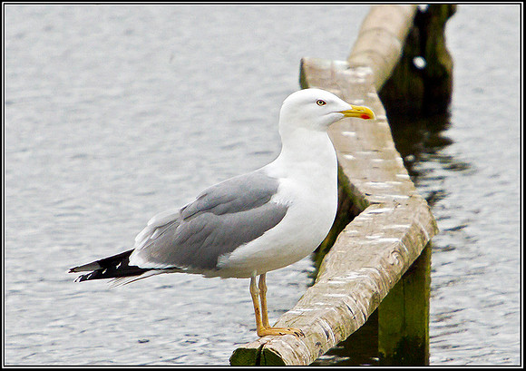 Near Adult Yellow-legged Gull, Upton Warren Moors, 08 March 2012