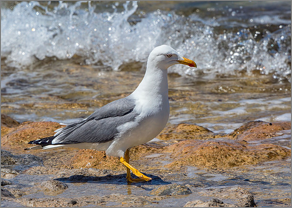 Yellow-legged Gull (Larus michahellis), Mallorca, May 2015
