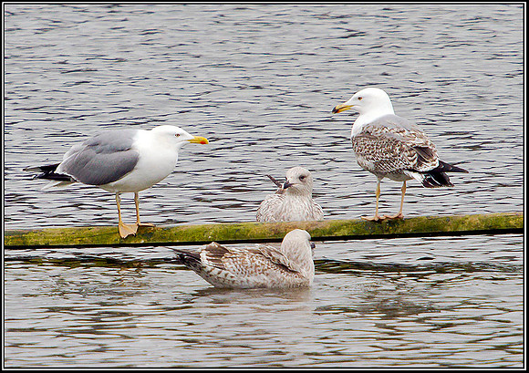 Yellow-legged Gulls, Upton Warren Moors, 08 March 2012