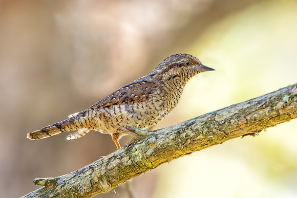 Wryneck - Jynx torquilla , Mallorca, May 2017