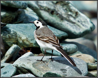 White Wagtail, Anglesey, 09 May 2011