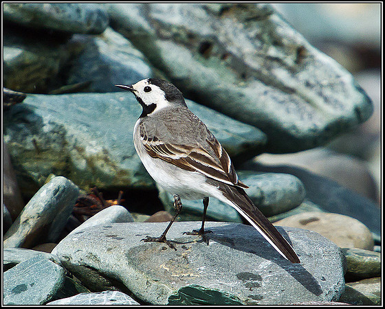 White Wagtail, Anglesey, 09 May 2011