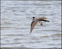 White Wagtail, Upton Warren Flashes, 18 April 2009