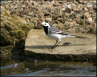 White Wagtail, Upton Warren Flashes, 18 April 2009