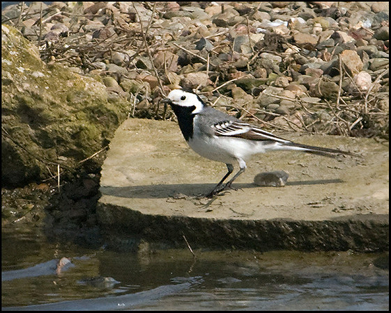 White Wagtail, Upton Warren Flashes, 18 April 2009