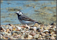 White Wagtail, Upton Warren Flashes, 30 April 2011