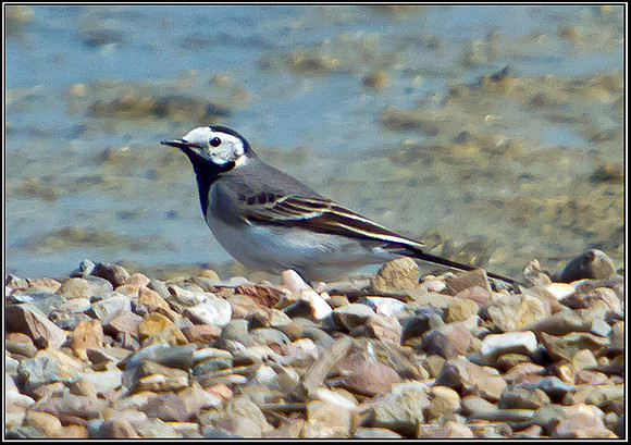 White Wagtail, Upton Warren Flashes, 30 April 2011