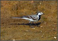 White Wagtail, Upton Warren Flashes, 22 April 2011