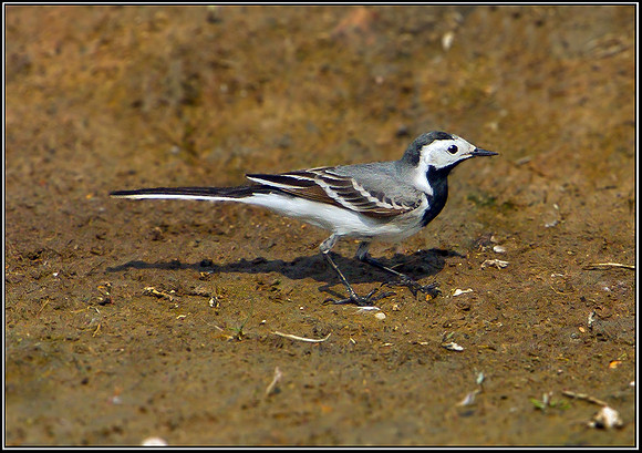 White Wagtail, Upton Warren Flashes, 22 April 2011