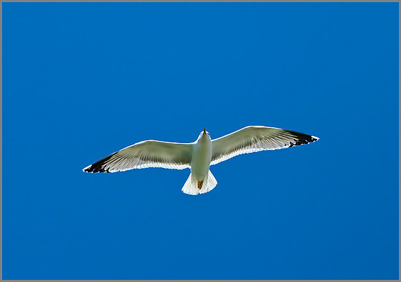 Yellow-legged Gull (Larus michahellis), Mallorca, May 2014