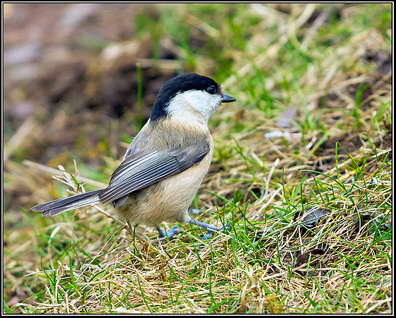 Willow Tit, Staffordshire, 28 February 2012
