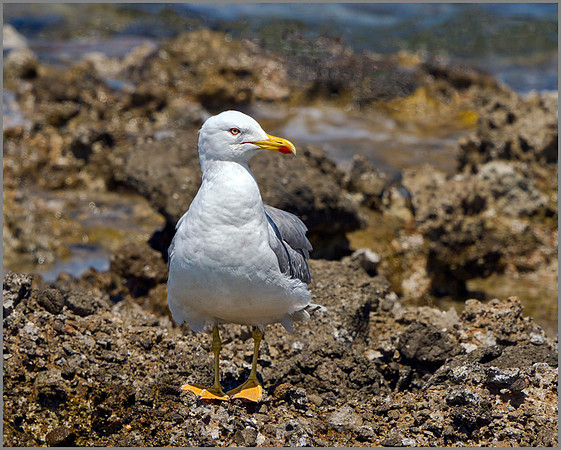 Yellow-legged Gull (Larus michahellis), Mallorca, May 2014