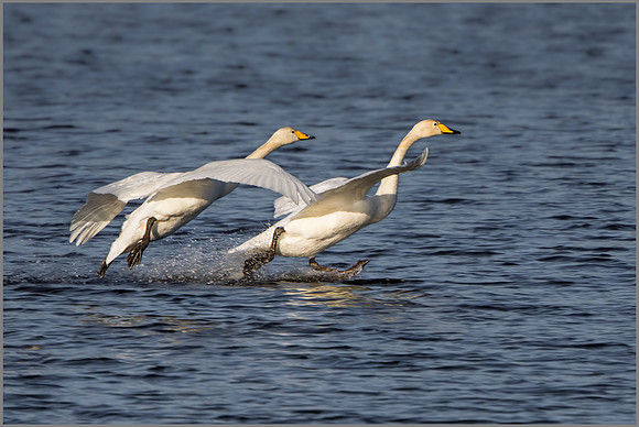 Whooper Swans (Cygnus cygnus), Upton Warren NR, November 2016