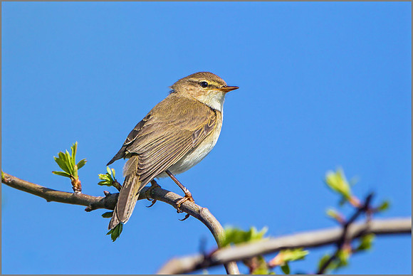 Willow Warbler (Phylloscopus trochilus), Marsh Lane NR.