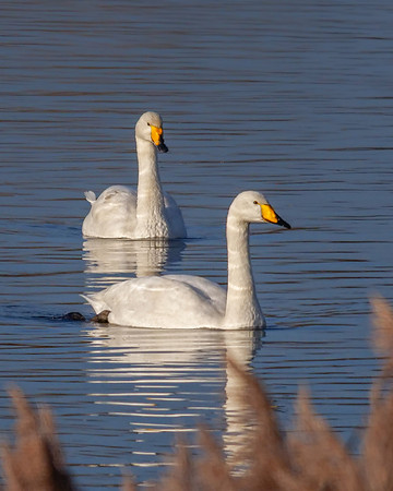 Whooper Swans - Cygnus cygnus, Upton Warren, November 2018