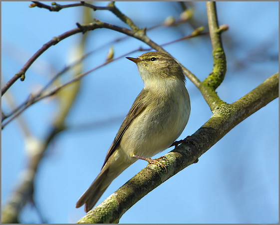 Willow Warbler, Upton Warren Moors, 08 April 2010