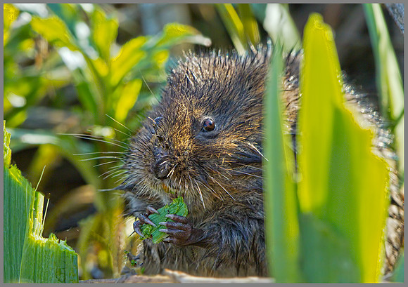 Water Vole (Arvicola terrestris), Norfolk, April 2013