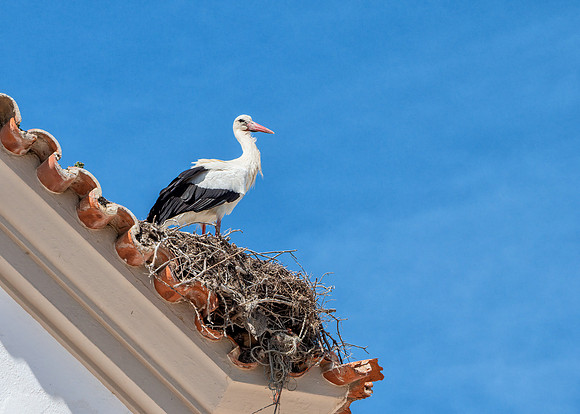 White Stork - Ciconia ciconia, Algarve, Portugal, May 2019